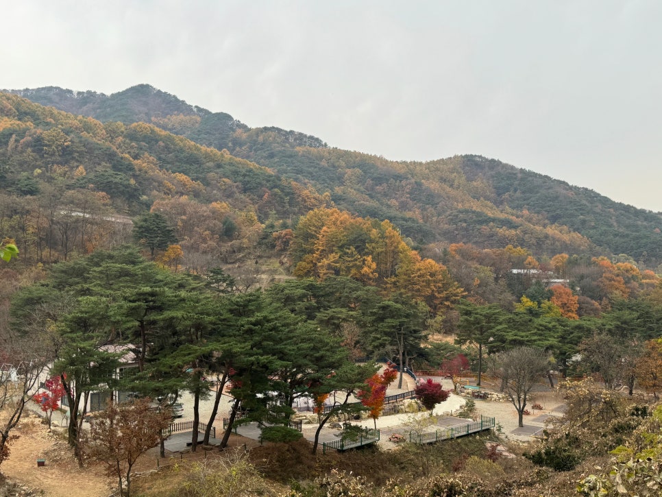 팜스프링 사진 2