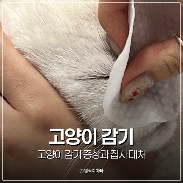 고양이도 감기에 걸릴까? 고양이 감기 증상과 집사 대처
