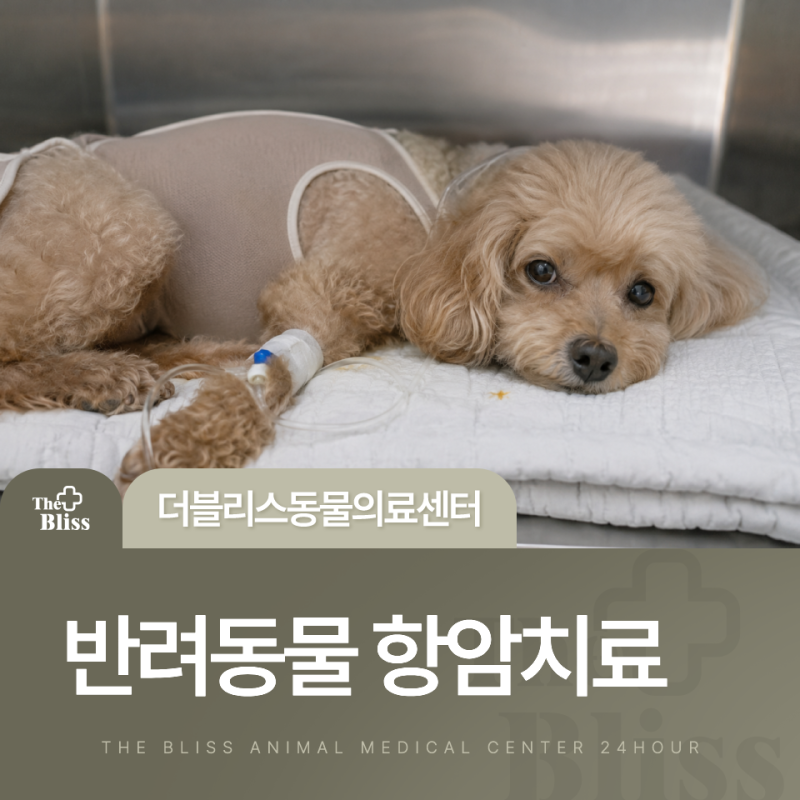 웅천동물병원 강아지와 고양이 항암치료, 보호자들이 가장 많이 묻는 질문