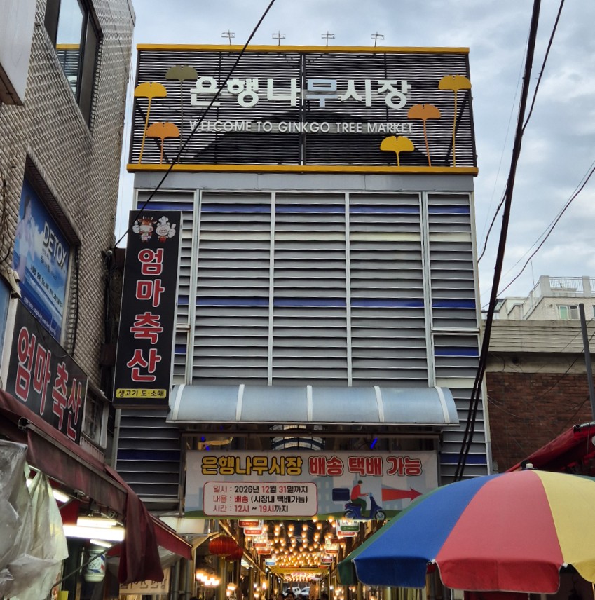 은행나무 사진 5