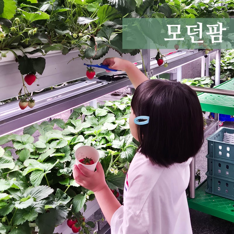 대전 가볼만한 곳, 대전팜 모던 딸기 체험학습 후기 (Ft.5살)