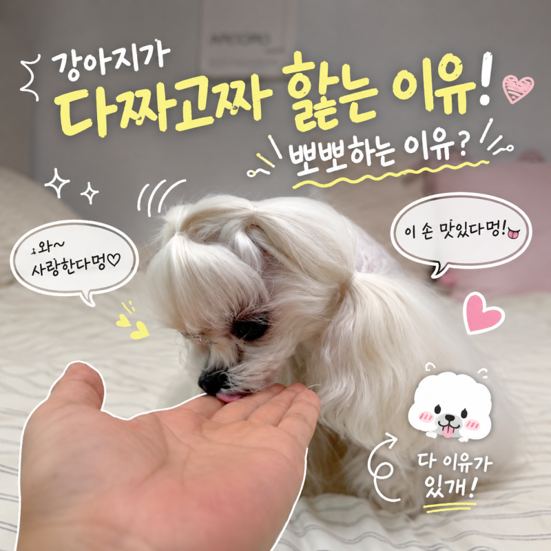 강아지가 핥는 이유, 다짜고짜 입과 얼굴에 뽀뽀할까?