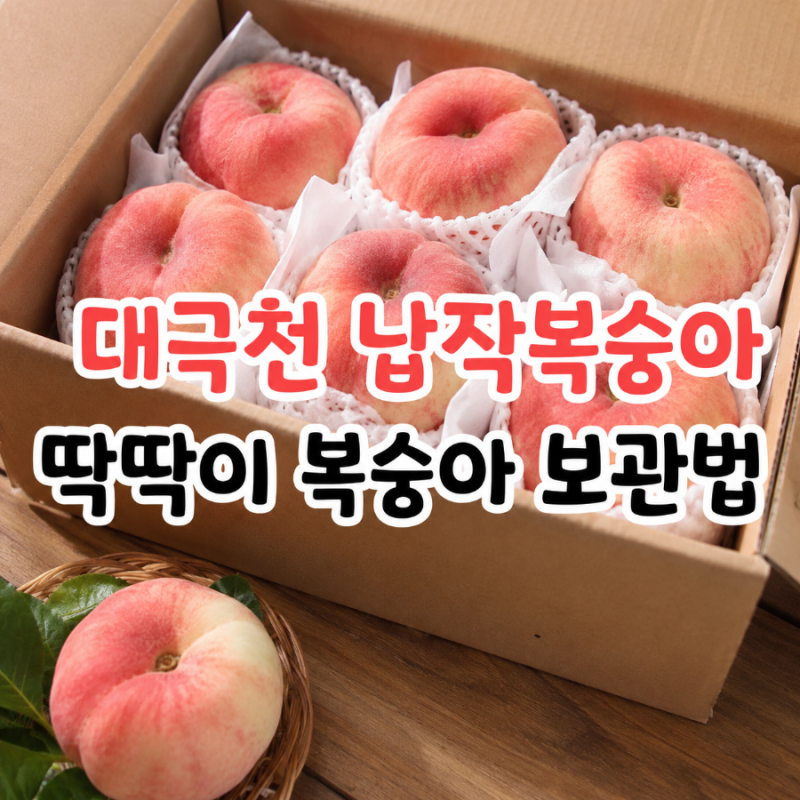 대극천 납작복숭아 딱딱이 복숭아 보관법 알아보기