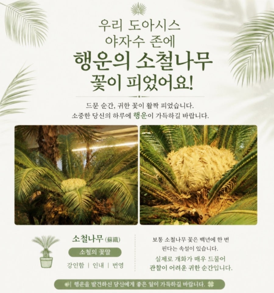 도아시스 사진 2