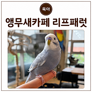 창원 아이랑 가볼만한카페 - 앵무새카페 리프패럿