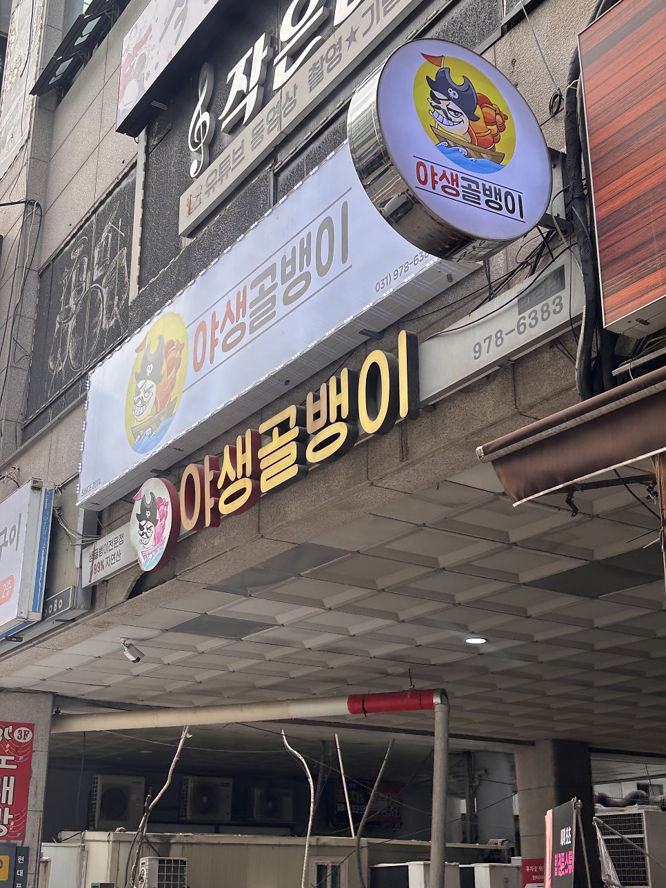 야생생골뱅이 사진 5
