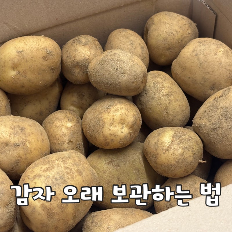 감자 오래 보관하는 법! 이 두가지만 있으면 걱정없어요~