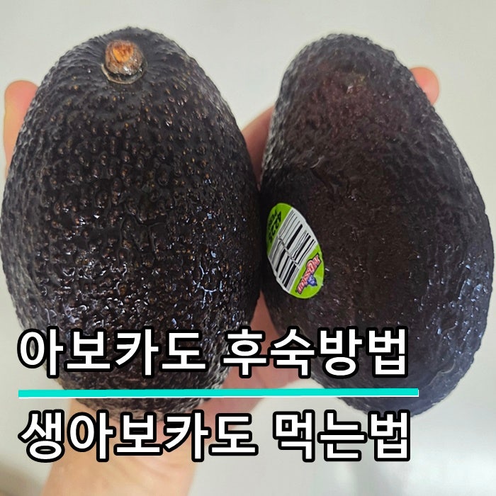 아보카도 후숙방법 생아보카도 먹는법