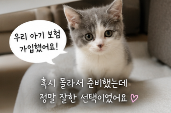 아기 고양이 보험 가입 시기, 한달 비용과 보험료 혜택 받는 방법은?