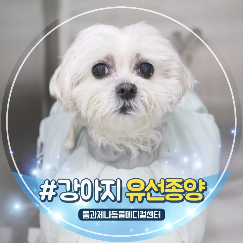 12살 강아지 다발성 유선종양 수술 후 조직검사는 양성 악성 다 있던 케이스