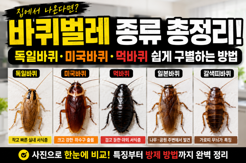 바퀴벌레 종류 총정리! 독일바퀴·미국바퀴·먹바퀴 쉽게 구별하는 방법