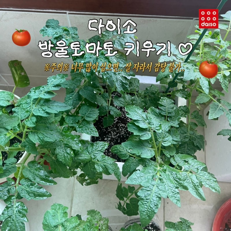 다이소 방울토마토 키우기 기록 : 초보도 쉽게! 상토, 배양토 차이부터 재배 조건까지