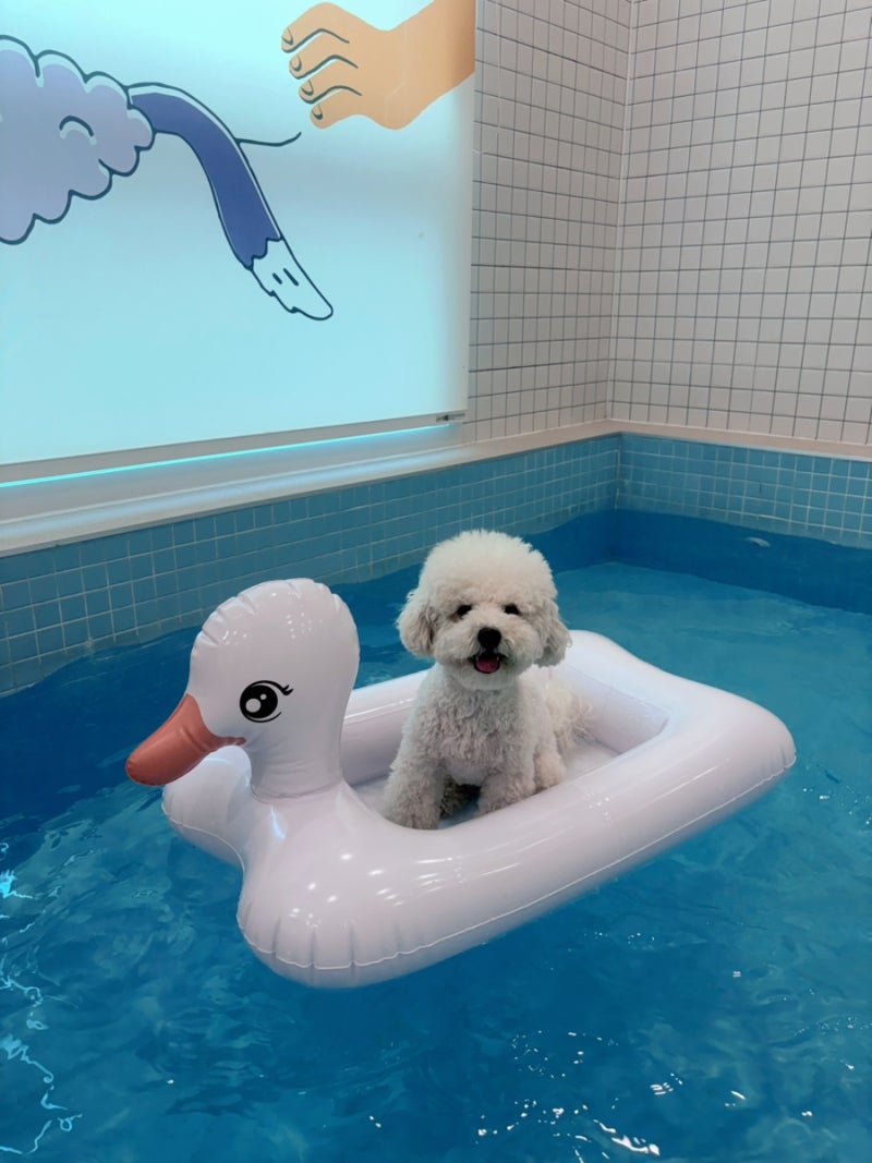 가평 모모애견풀빌라 아쉬웠던 후기