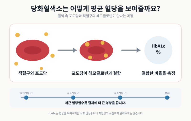 공복혈당과 당화혈색소 무엇이 다를까 건강검진 결과 제대로 읽는 법