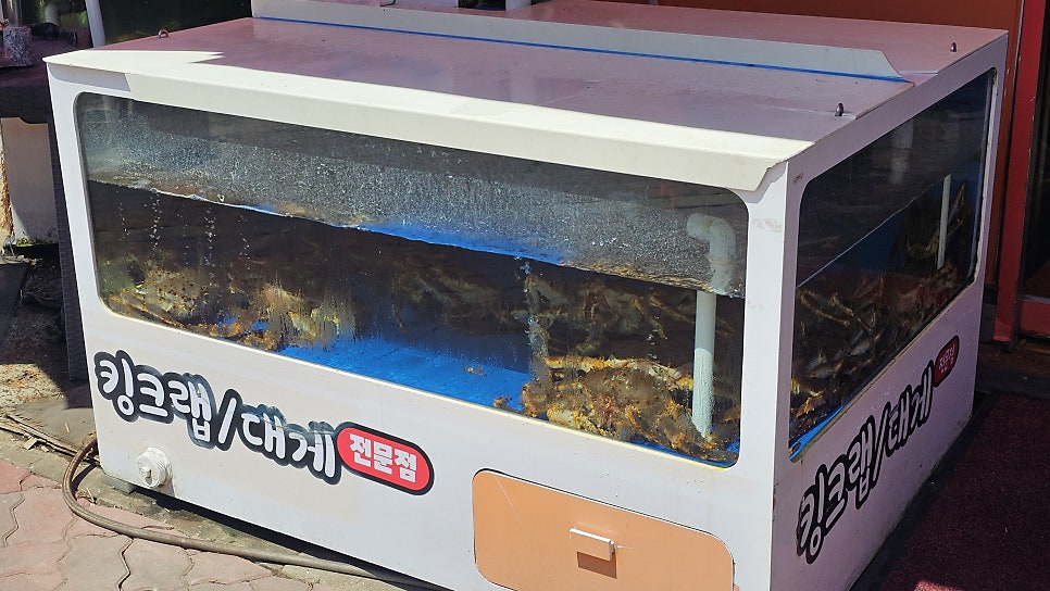 대게가 사진 4