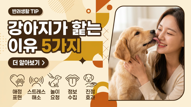 강아지가 핥는 이유 5가지: 애정 표현일까, 스트레스일까?