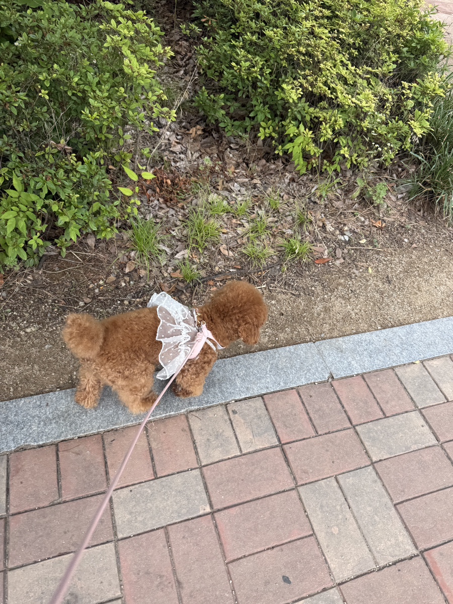 시카노이에 사진 1
