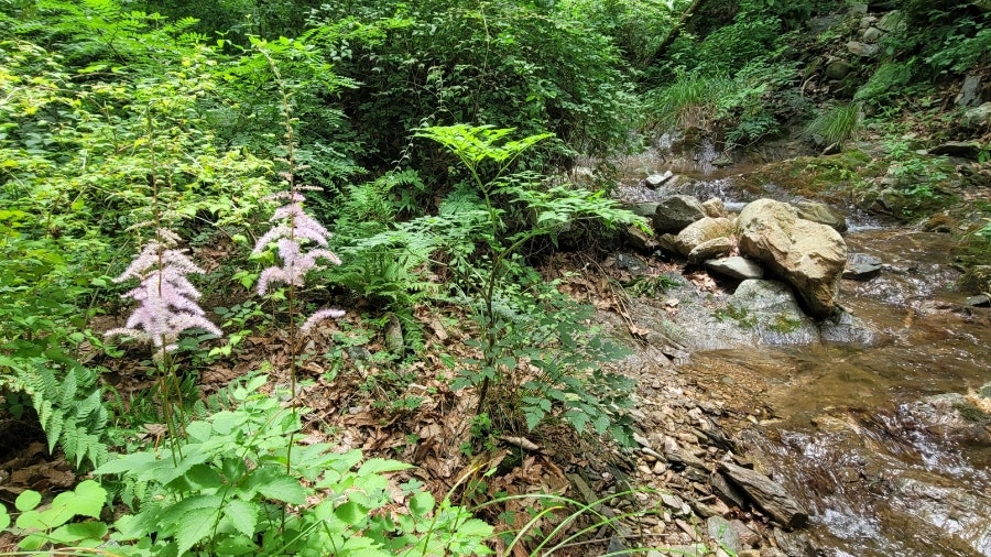 국립예산치유의숲 사진 3