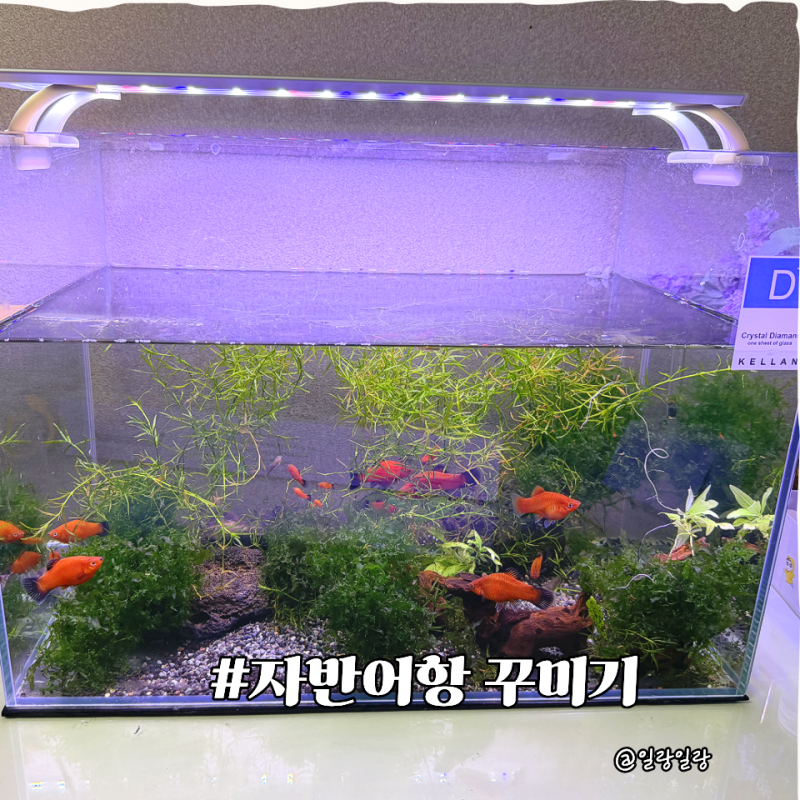 켈란 디아망 자반어항 꾸미기 LED 어항조명 설치