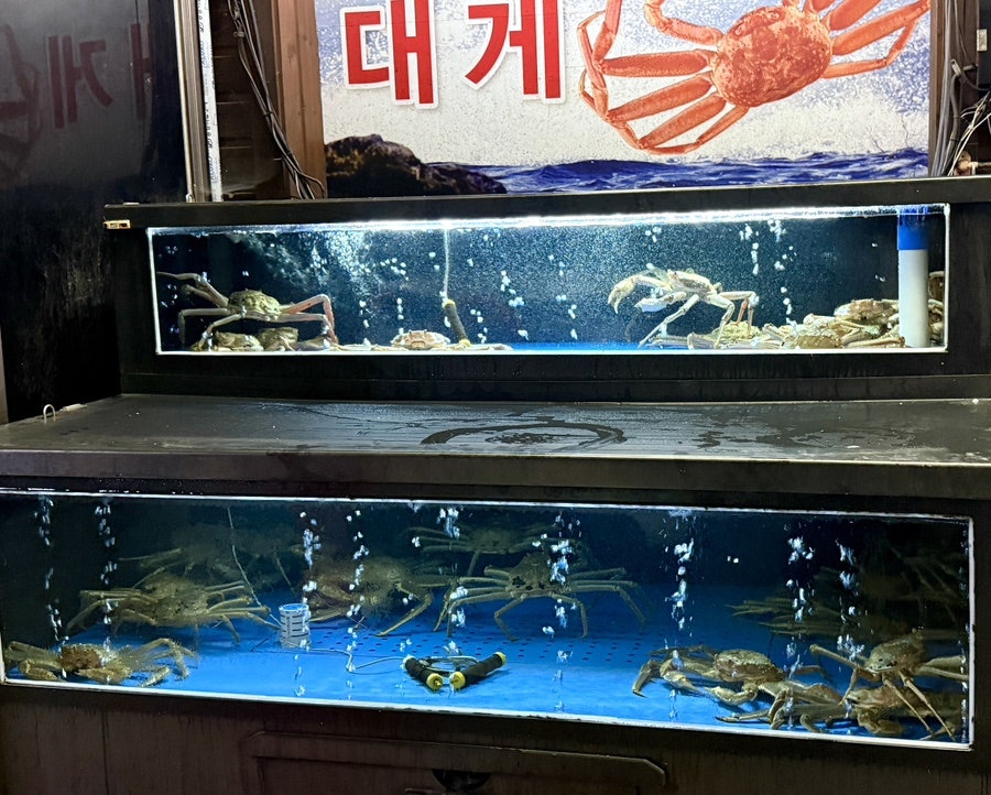 오대양대게수산 사진 4