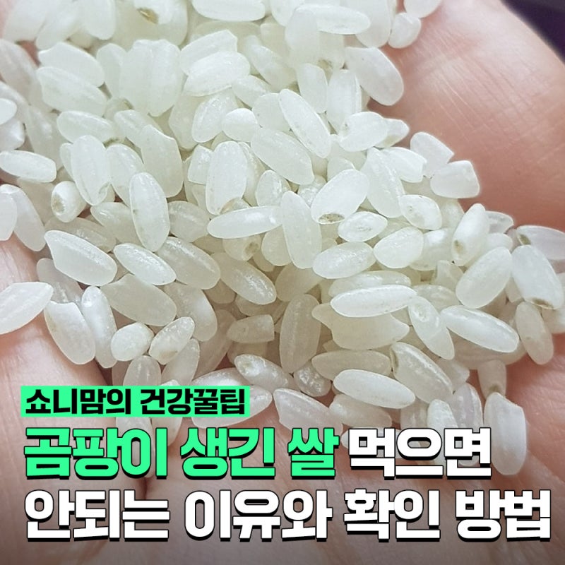 곰팡이 생긴 쌀 먹으면 절대 안되는 이유와 확인 방법, 버리는 법까지
