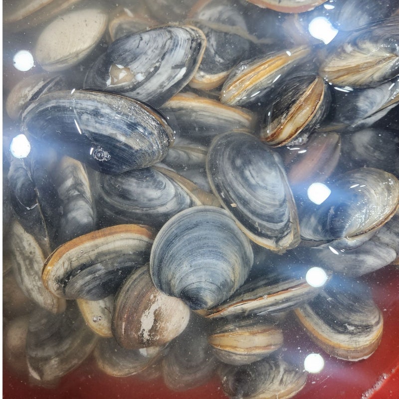 [우럭조개 보관법] 해감 후 냉장보관·손질법·먹기 전 확인사항
