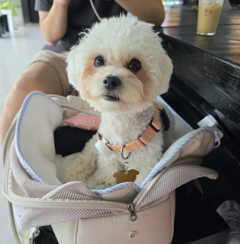 제주 표선 가시림 수목원 & 카페 후기