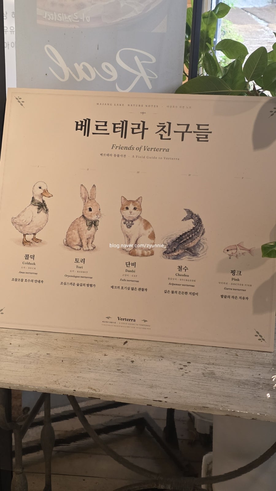베르테라 사진 6