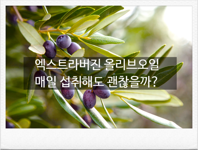 [엑스트라버진 올리브오일 반전] 하버드 연구로 입증된 효능부터 발연점. 보관법. 부작용까....