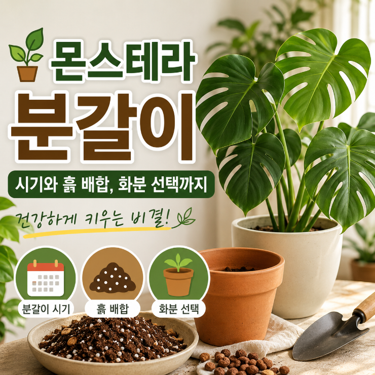 몬스테라 분갈이 전 꼭 확인하세요! 초보가 가장 많이 하는 실수