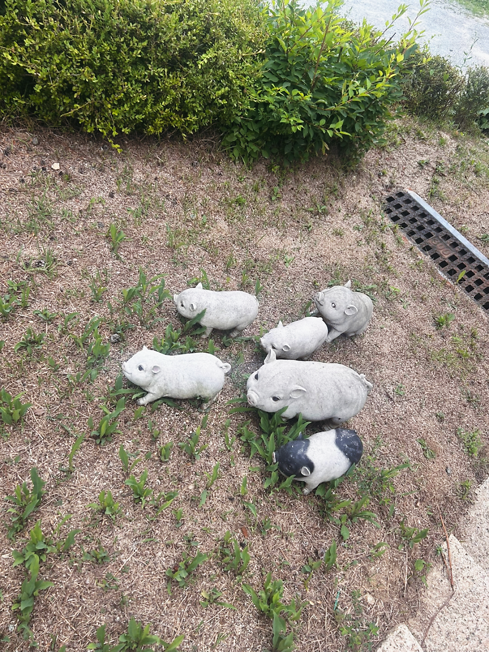 카페 코스모스 사진 2