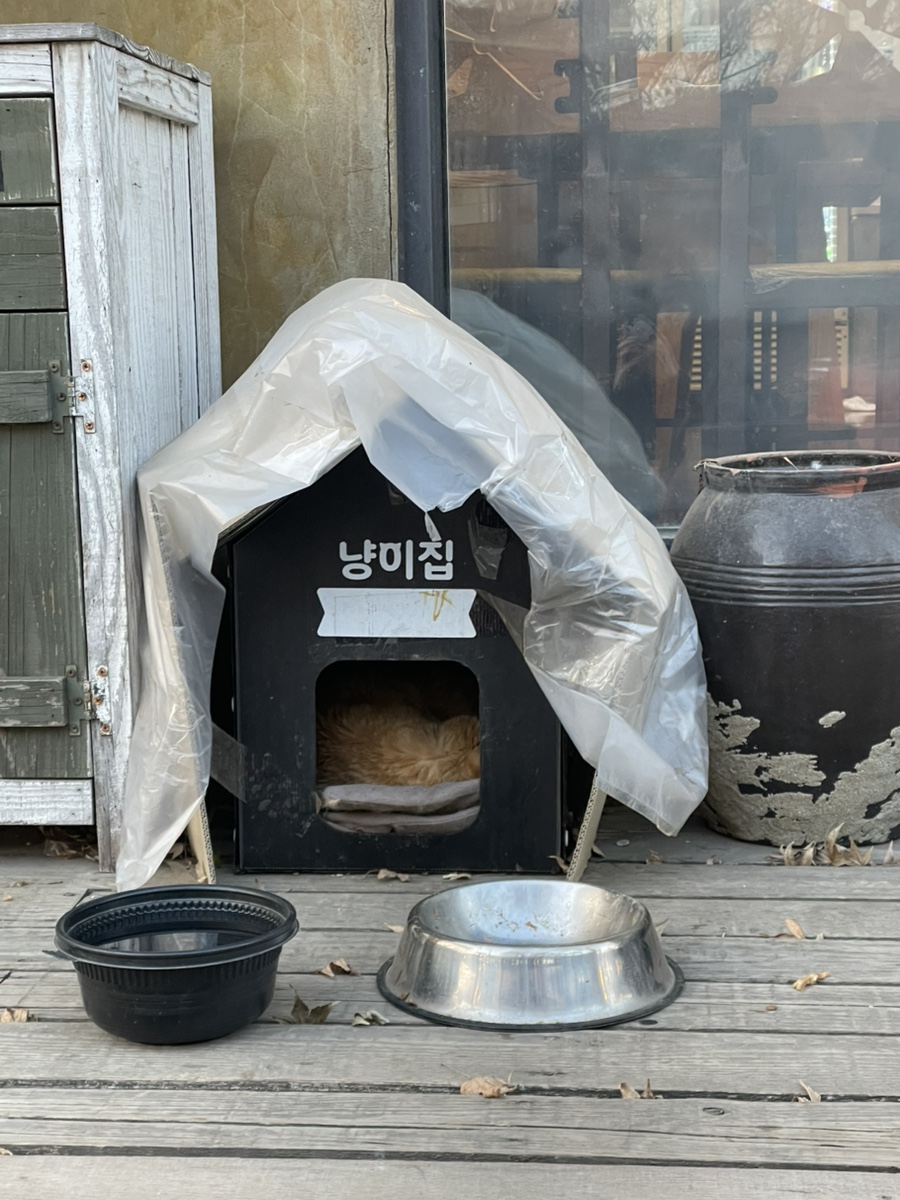 단풍나무 사진 4
