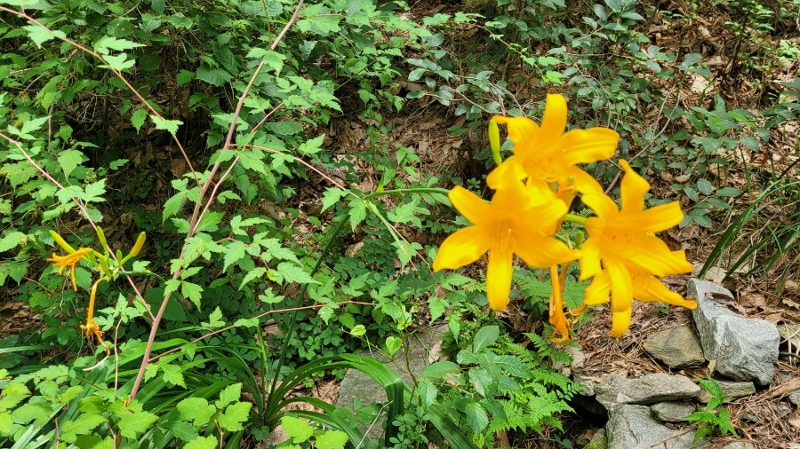 국립예산치유의숲 사진 5