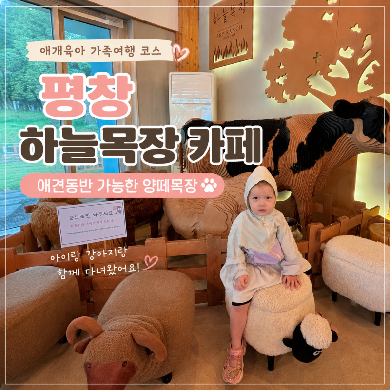 평창 애개육아 가족여행 코스, 애견동반 가능한 양떼목장 하늘목장 카페