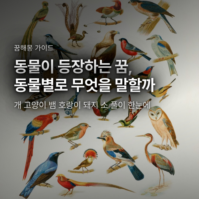동물 꿈 해몽, 동물별로 다른 의미 - 개 고양이 뱀 호랑이 돼지 소