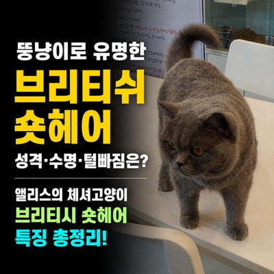 브리티쉬숏헤어 성격 수명 털빠짐은? 뚱냥이로 유명한 앨리스의 체셔고양이 브리티시숏헤어....