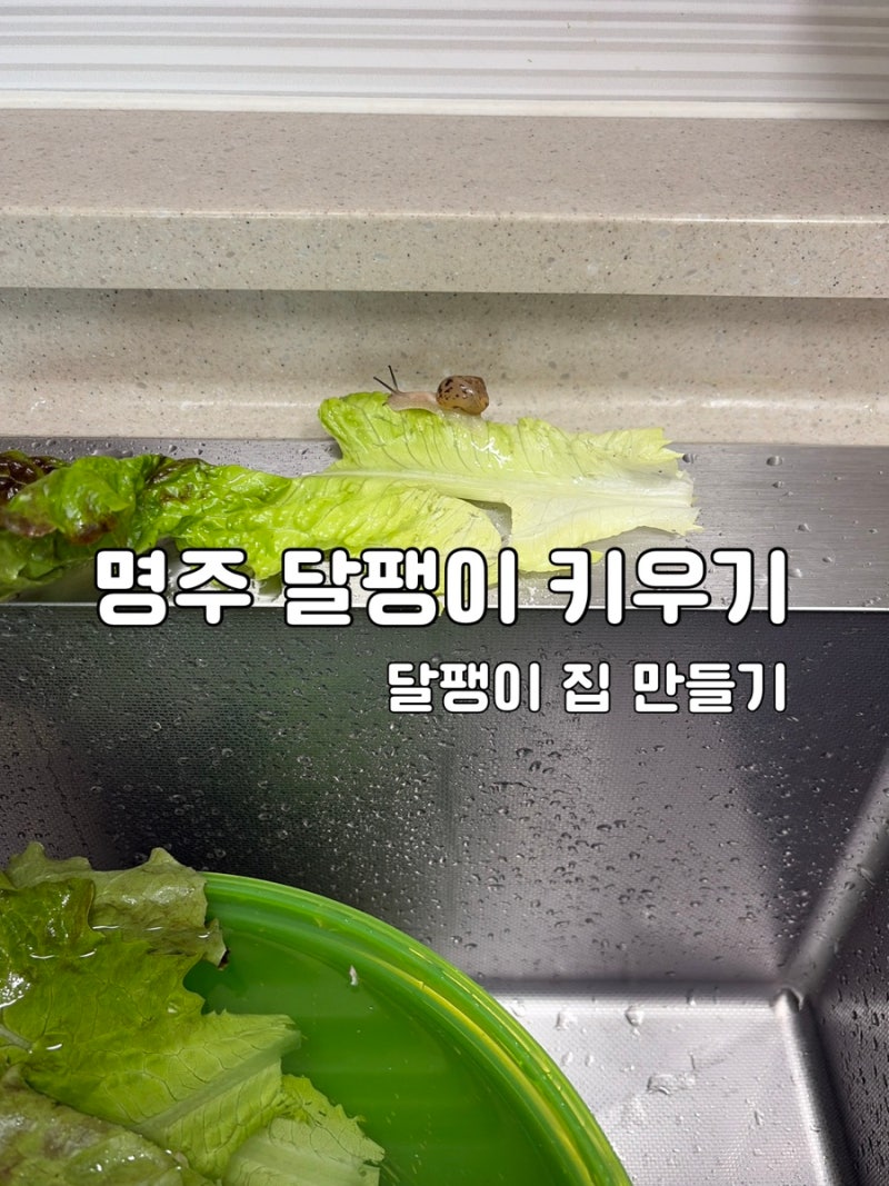 아이와 야생 달팽이 명주 달팽이 키우기 달팽이집 만드는 방법