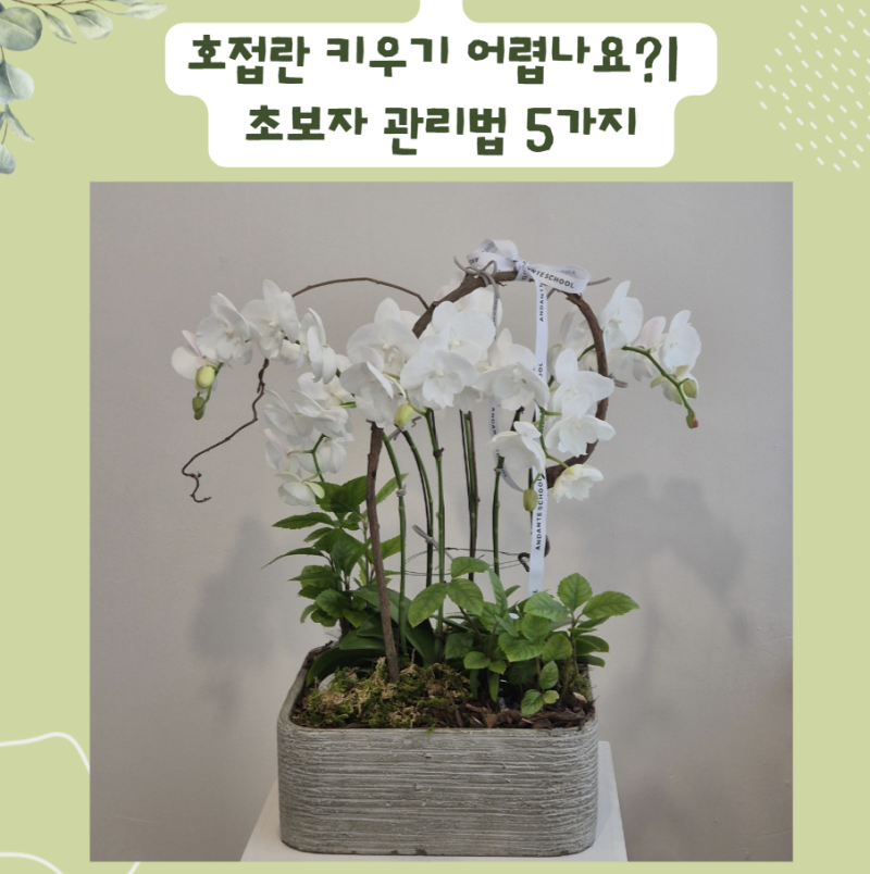 호접란 키우기 어렵나요? 초보자 관리법 5가지