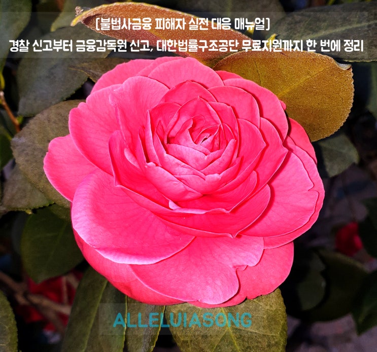 [<b>불법사금융</b> 피해자 실전 대응 매뉴얼] <b>경찰</b> 신고부터... 