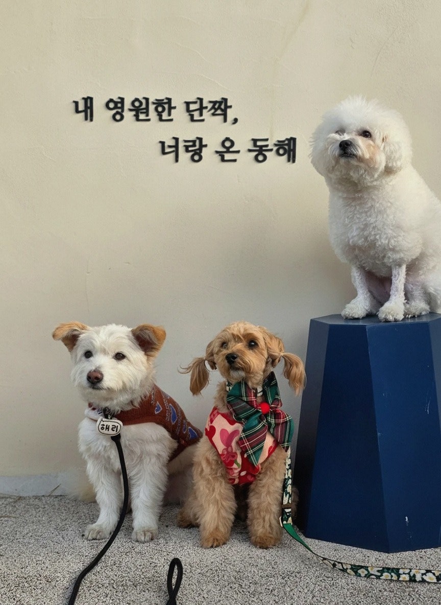 너랑온 사진 4