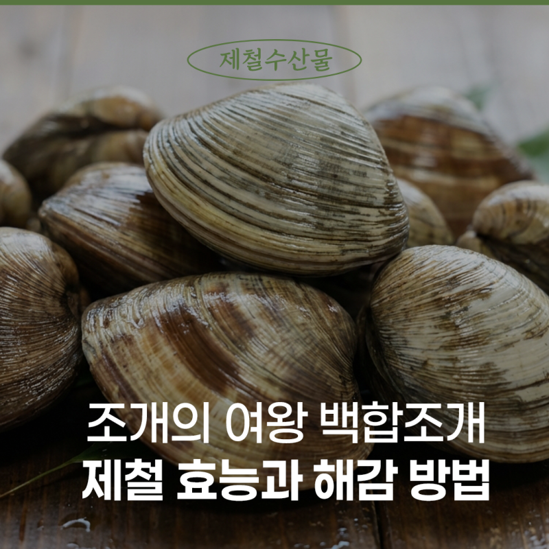 조개의 여왕 백합조개, 제철 효능과 해감 방법