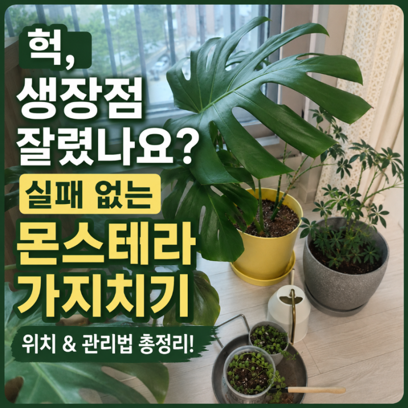 하마터면 죽일 뻔! 초보자를 위한 몬스테라 가지치기 공중뿌리 정리법