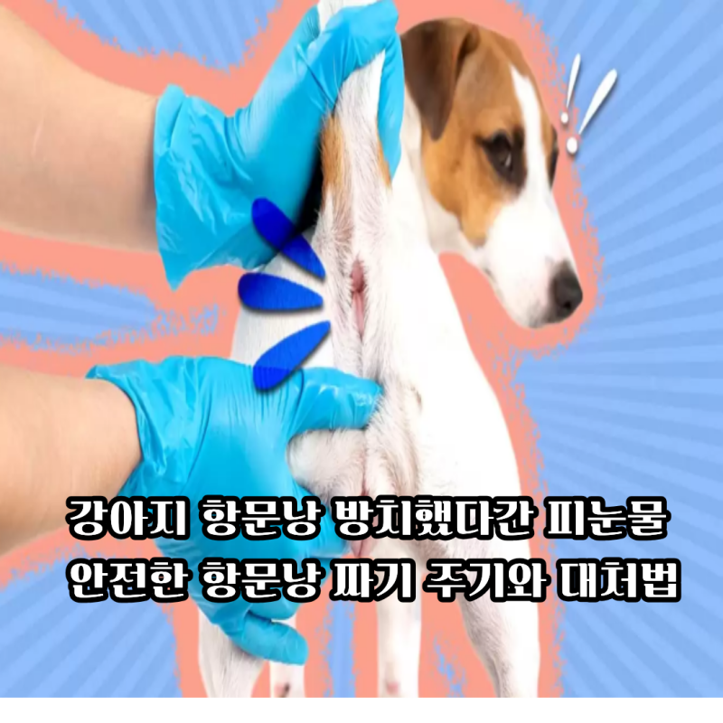 강아지 항문낭 관리법, 대호동물병원이 알려주는 적정 주기와 파열 예방 가이드