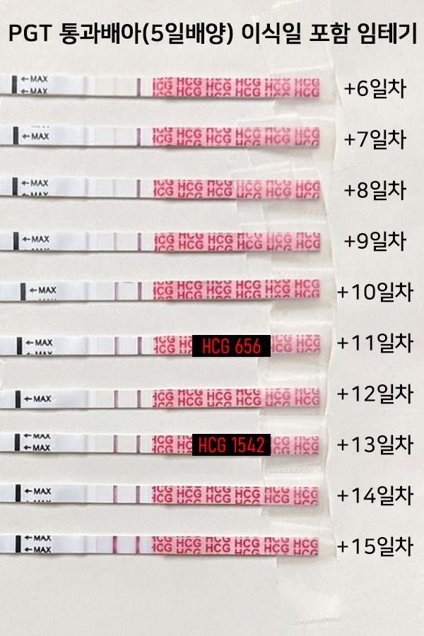 PGT 통배 성공후기 4 - 이식 11일차 1차 2차 높은 피검 수치, 임신 증상, 원포 임테기 역전