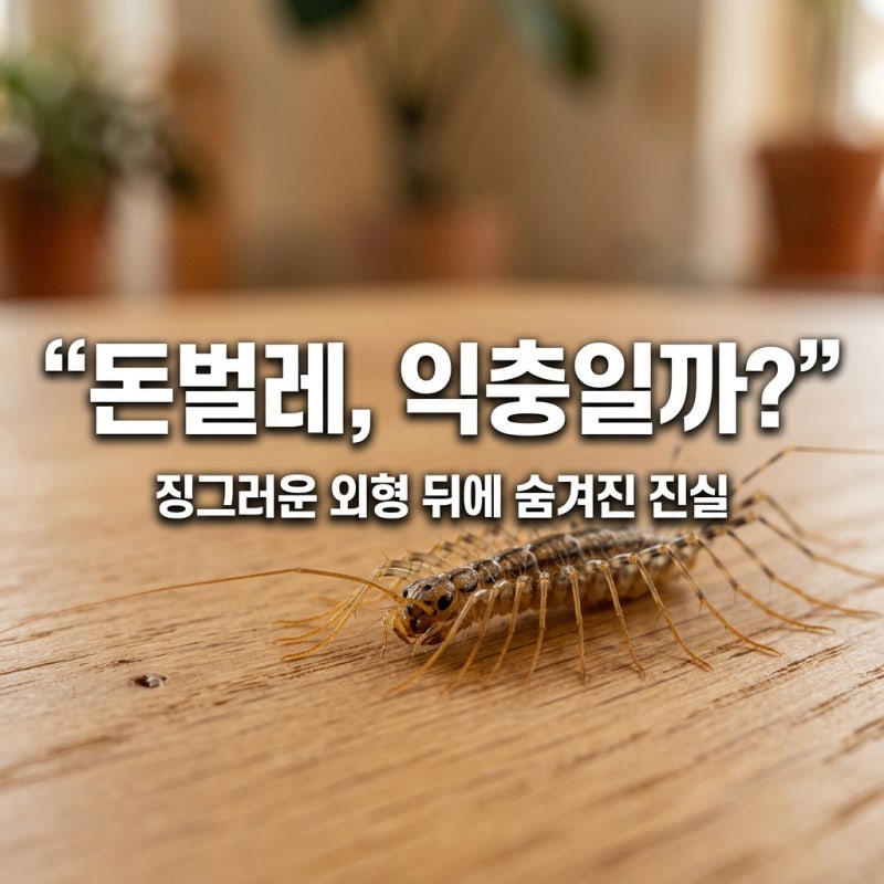 돈벌레라고 불리는 그리마, 정말 해로운 벌레일까요?