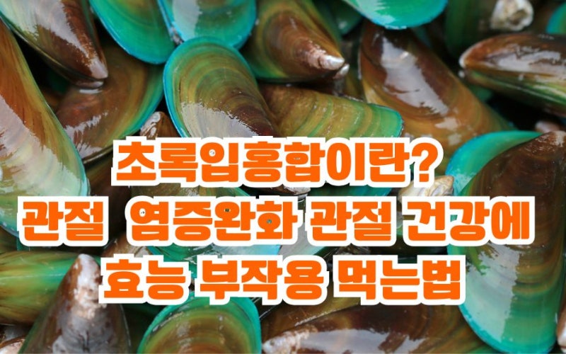 초록입홍합이란? 관절 아플때 염증완화 효능 부작용 먹는법