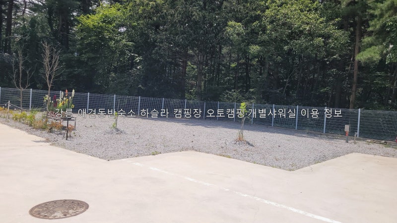 강릉 애견동반숙소 하슬라 캠핑장 오토캠핑·개별샤워실 이용 정보