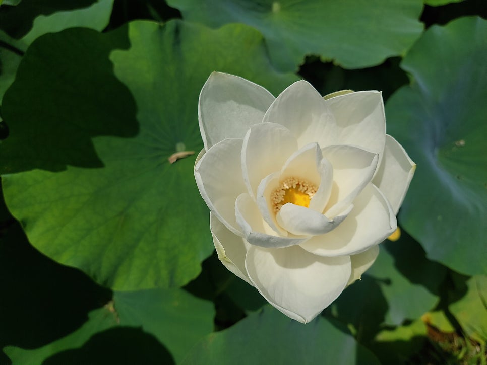 삼소원 사진 1