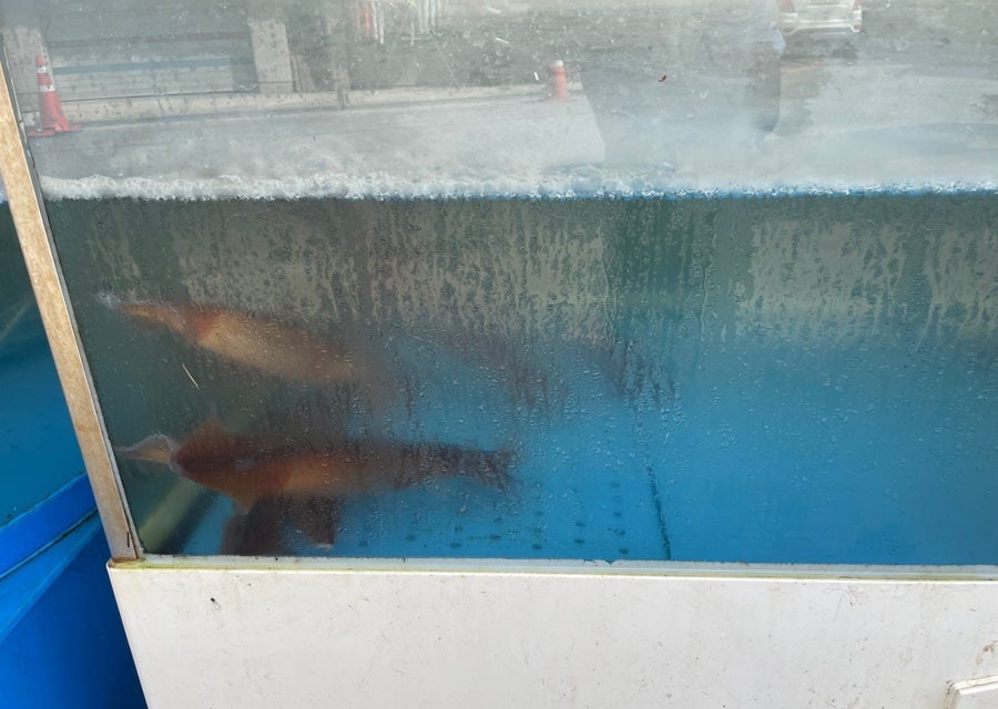 최냉면 사진 5