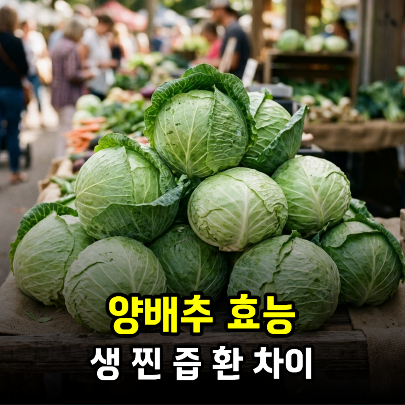 양배추 효능 생양배추, 찐 양배추, 양배추즙, 양배추환 차이